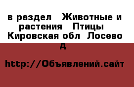  в раздел : Животные и растения » Птицы . Кировская обл.,Лосево д.